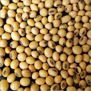 Organic Soya Bean, Packaging Type : Plastic Bag for Cooking