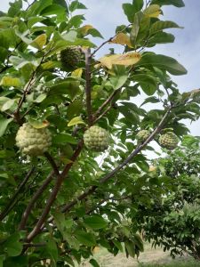 Organic Nmk Custard Apple Plant, Color : Golden for Food Medicine