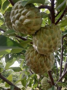 Custard Apples Fruits Plants