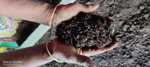 Organic Matter From Earthworms vermicompost fertilizer