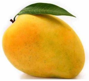 A Grade Fresh Organic Mango, Packaging Type : Carton Box