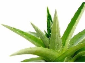 Organic Aloe Vera Leaf for Skincare
