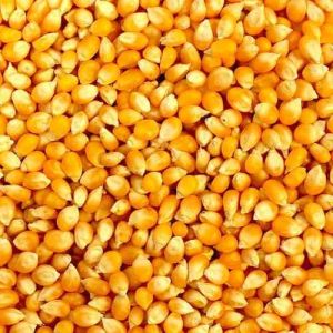 Organic Yellow Corn 10%, Packaging Type : Bag 95%