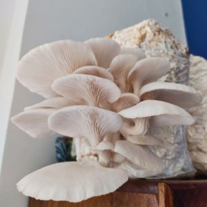 Uttarakhand Red Natural Fresh Oyster Mushroom, Packaging Size : 500g