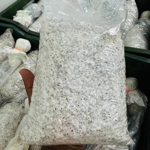 Mushroom Spawn Mushroom Spawn