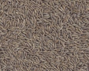 Brown Organic Cumin Seeds, Seed Type : Natural Food Grade for Cooking