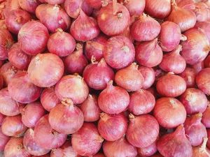 Garwa Onion