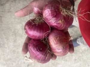 Red Onion, Packaging Size : 25Kg Net Bag, Mesh Bags