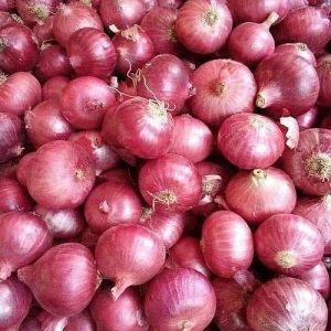 fresh red onion