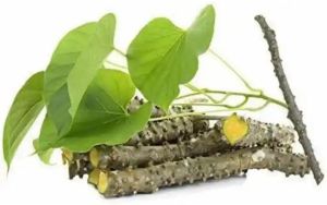 Giloy Roots, Giloy Stem Giloy Roots, Giloy Stem