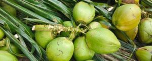 Tender Coconut