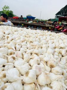 Garlic, Color : white, White