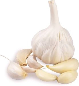 fresh garlic