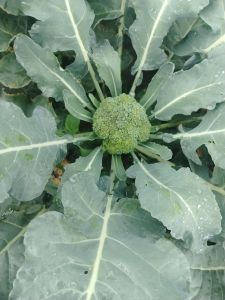 Fresh Broccoli, Quality Available : A Grade