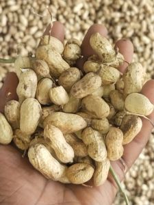 Tag 24 Shelled Groundnuts