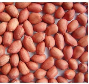 Kernels Shengdana Peanut, Shell Type : Without Shell