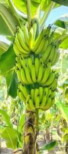 Fresh Banana Fruit, Packaging Type : Box