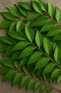Curry Leaves Curry Leaves