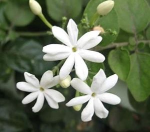 Jagan garden Mullai Flowers, Type Of Flowering Plant : Natural