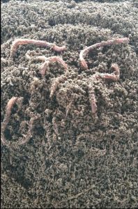 Organic Vermi Compost