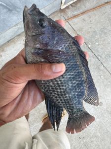Fresh Whole Tilapia Fish