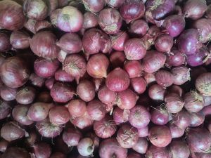 Nasik Red Onion