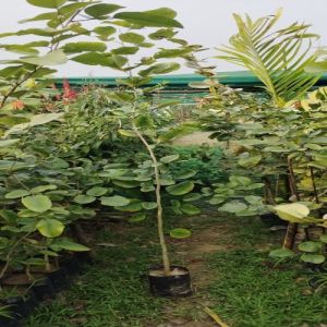 red sandalwood plants