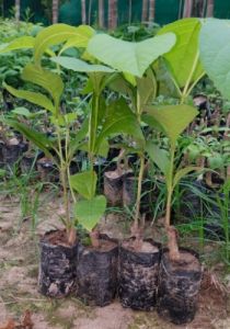 Tissue Culture Teak Plants for Fruit, Garden, Decoration, Plantation