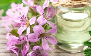 Geranium Oil, Form : Thin Liquid, Purity : 100 %