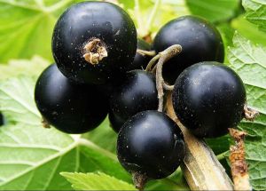 A Grade Black Currant, Packaging Type : Bag