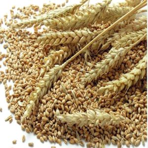 Wheat Small