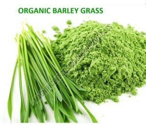 Light Green Barley Grass Powder, Packaging Type : Plastic Bag