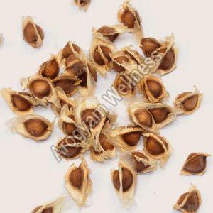 Organic Drumstick Seeds