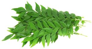 Fresh Curry Leaves for Cooking, Seasoning
