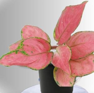 Aglaonema Pink Plant