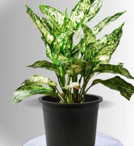 Aglaonema Spring Snow Plant