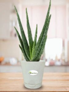 Aloe Vera Plant (Medium)