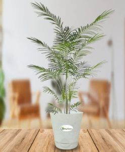 Areca Palm Plant, Color : Green For Decoration, Indoor