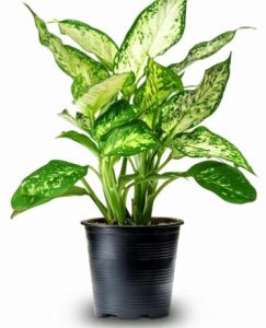 Chinese Evergreen Aglaonema Costatum Indoor Plant