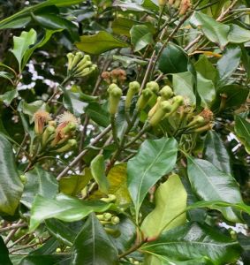 Clove Plant
