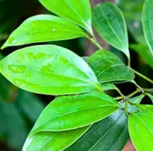 Cinnamon Plant, Packaging Type : 5-6 Inch Nursery POT