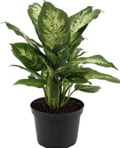Dieffenbachia Plant for Interior Landscaping, Air Purification