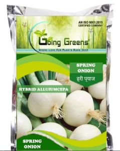 Hybrid Spring Onion Allium Cepa Seeds For Homegrown Fresh Vegetables
