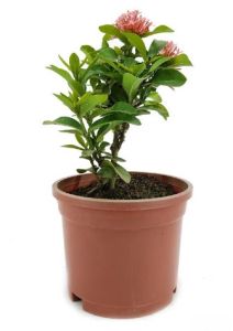 Ixora Dwarf (Pink) Plant