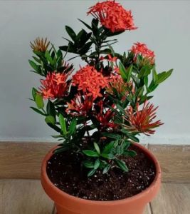 Ixora Dwarf (Red) Plant for Ornamental Landscaping, Home Décor