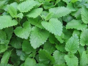 Lemon Balm Seeds