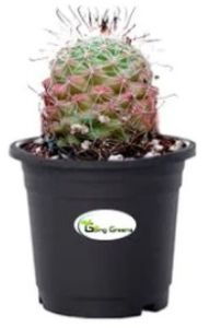 Notocactus Rutilans Pink Ball Cactus