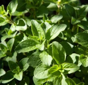 Oregano Seeds