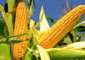 Sweetcorn Seeds