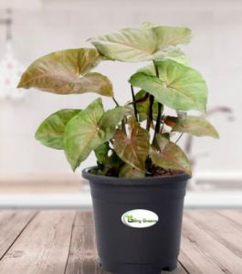 Syngonium Bronze Plant
